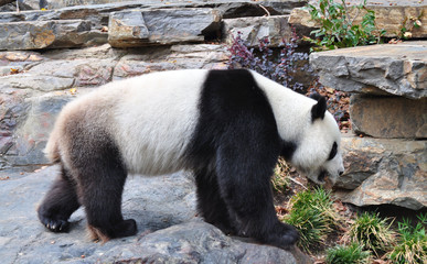 Fototapeta na wymiar Panda bear chodzenia