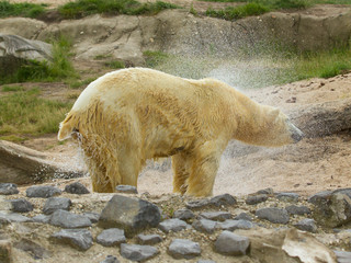 Close-up of a polarbear (icebear)