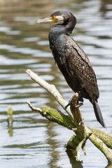 Cormorant in it's natural habitat