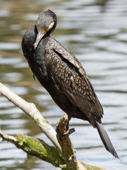 Cormorant in it's natural habitat