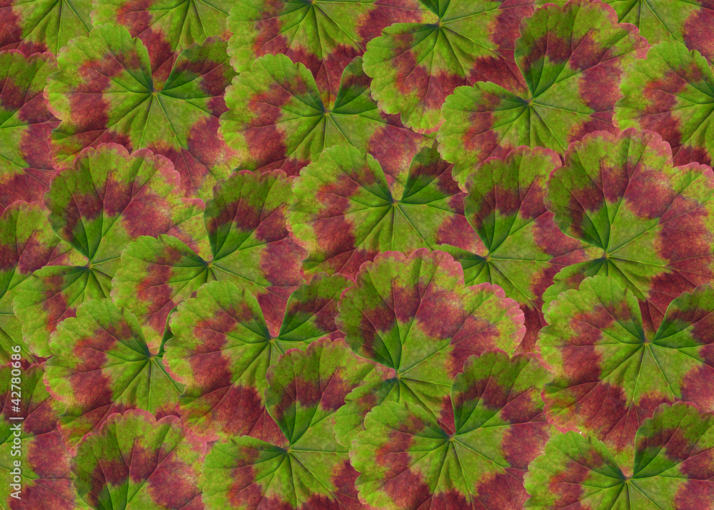 Sticker geranium leaves background