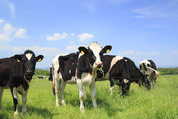 Cow and  blue  sky   in field