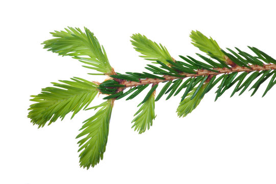 isolated spring fir branch