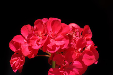 Fototapeta na wymiar beautiful red flower
