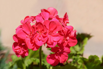 beautiful red flower in garden