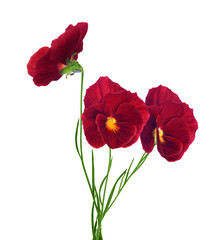 Trois fleurs de pensée rouge isolated on white