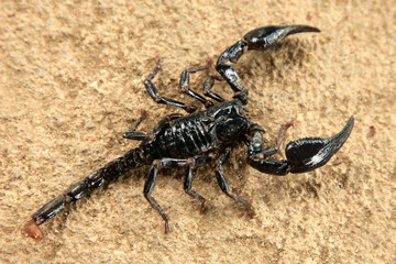 Black Scorpion