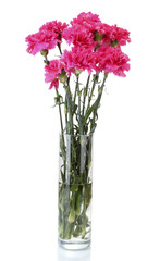 Beautiful pink carnations in glass vase isolated on white