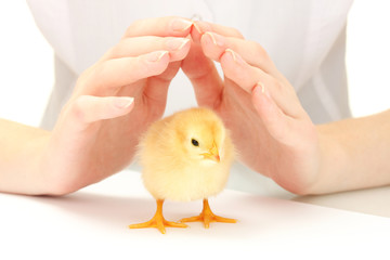 beautiful little chicken and hands isolated on the white
