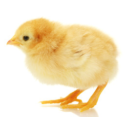 beautiful little chicken isolated on the white