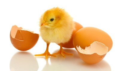 beautiful little chicken, eggshell and eggs isolated