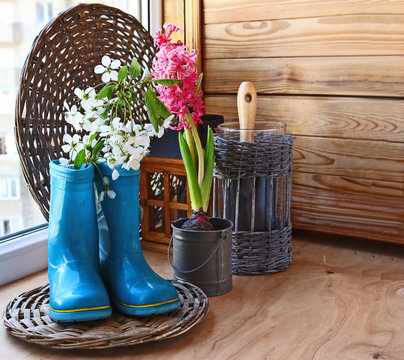 Fototapeta Sprig of flowering cherry in a dark blue rubber knee-boot. Seaso