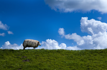 sheep on horizon