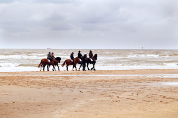 few horses on beach