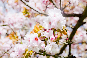 Beautiful summer blossom tree