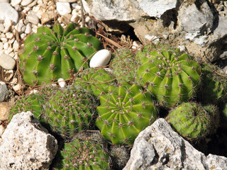 Cactus