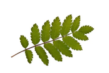 Blatt von der Vogelbeere, auch Eberesche oder Vogelbeerbaum (Sorbus aucuparia), Niedersachsen,...