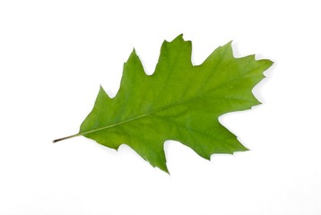Blatt der Roteiche, auch Rot-Eiche, auch Amerikanische Spitzeiche (Quercus rubra), Niedersachsen,...