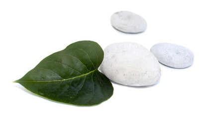 Fototapeta na wymiar Zielony liść i kamienie