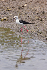 Black winged Stilt on sea coast