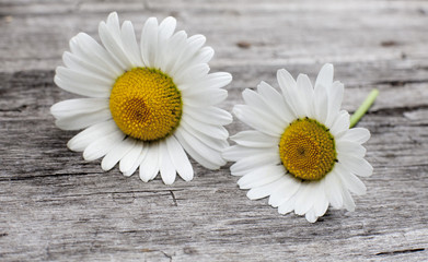 Obraz premium pâquerettes marguerites fleurs sauvage