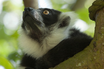lemur portrait 8821