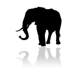 Eléphant en ombre chinoise