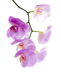 Naklejka na ściany i meble Beautiful Pink Orchid Isolated On a White Background