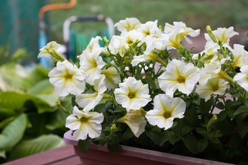 White petunia on garden background