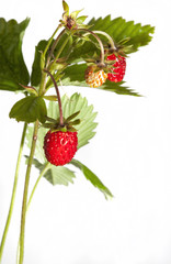 wild stawberry