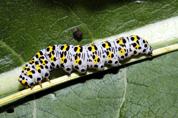 Raupe des Königskerzen-Mönch