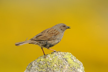 El pájaro acentor alpino