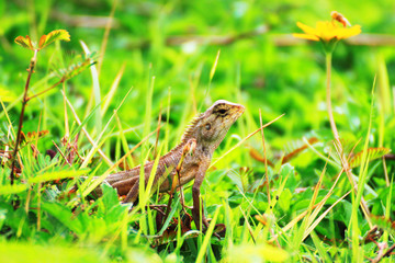 Lizard