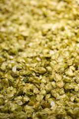 Dried hops flowers for beer