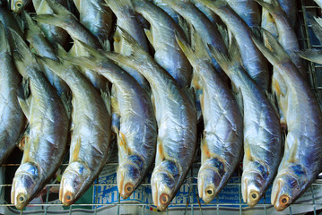 Fresh fish at the market