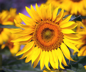 Obraz premium Girasoles