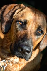 Rhodesian ridgeback dog