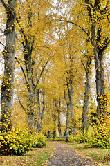 Fototapeta premium Pathway in autumn