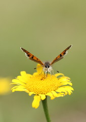 ダールベルグデージーの紅小灰蝶Lycaena phlaeas