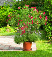 Nice oleander in the garden