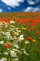 red poppies