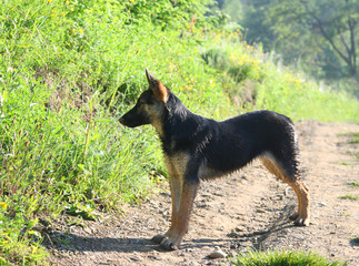 little Shepherd