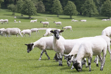 Fototapeta premium Freshly Shorn Sheep