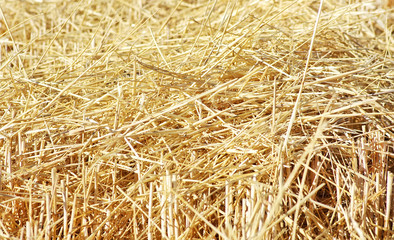 Closeup of straw texture on field
