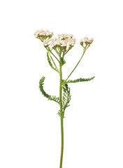 Schafgarbe (Achillea millefolium)