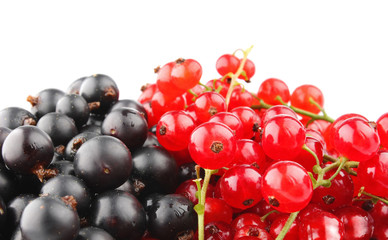 black and red currant isolated on white background