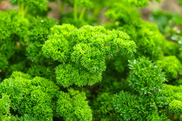 Curly parsley