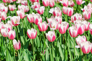 Garden with tulip flowers in summer