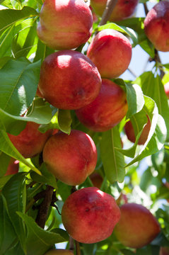 Ripe nectarines on a branch