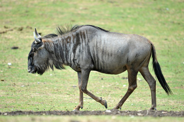 Blue wildebeest (Connochaetes taurinus)